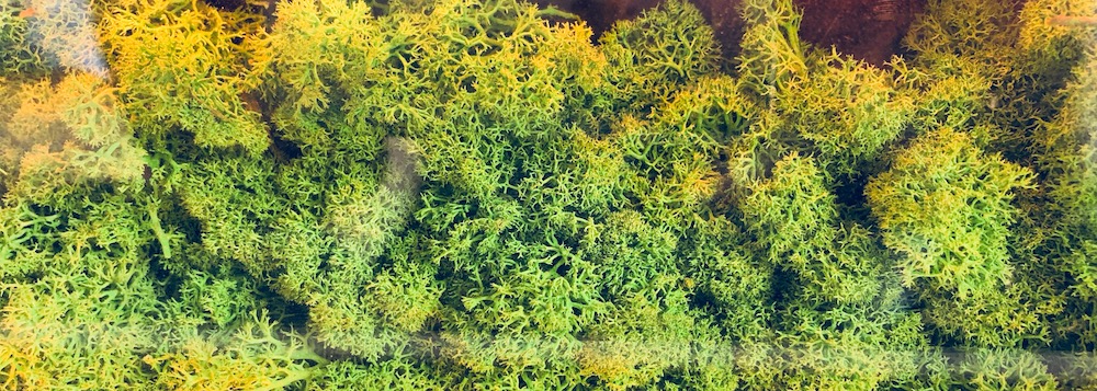 Moss for particle filtering